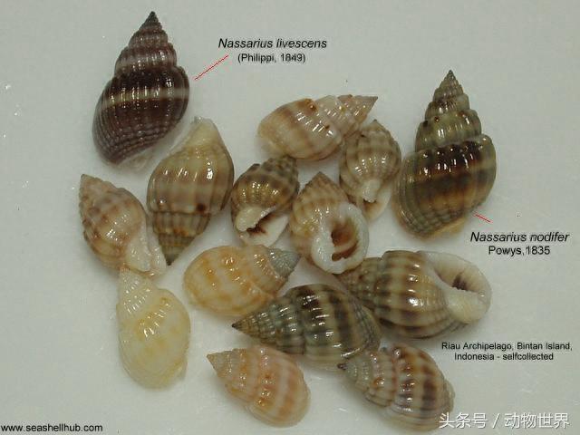 动物世界-织纹螺