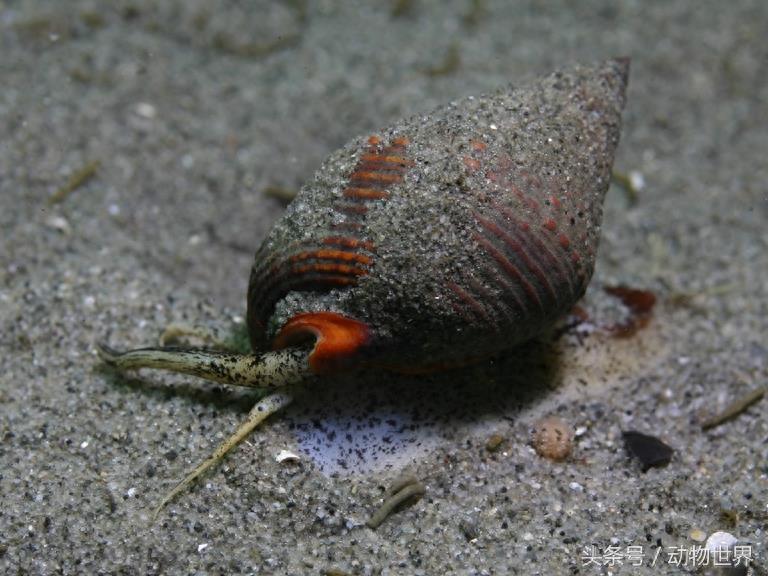 动物世界-织纹螺