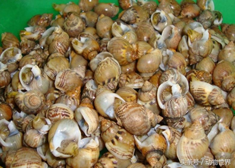 动物世界-织纹螺