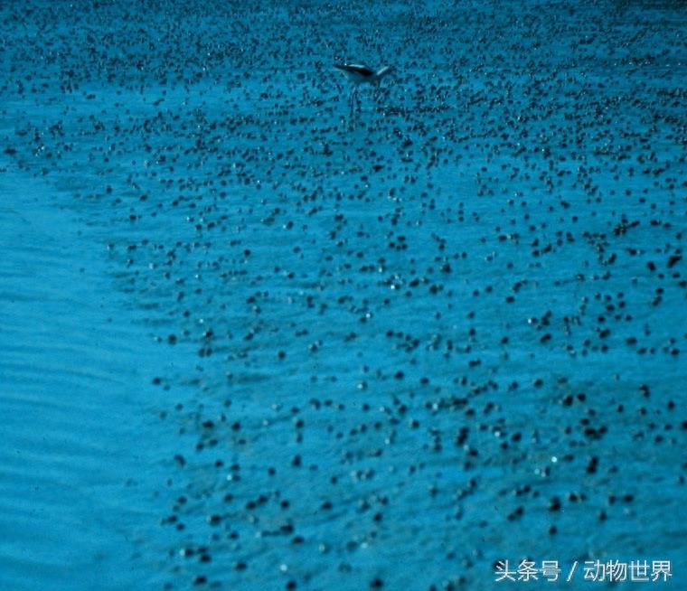 动物世界-织纹螺