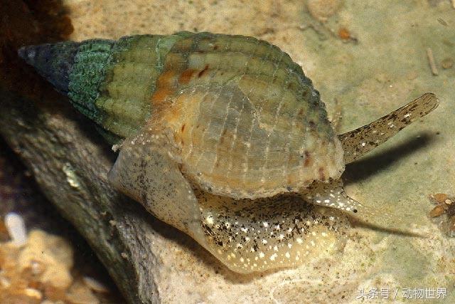 动物世界-织纹螺