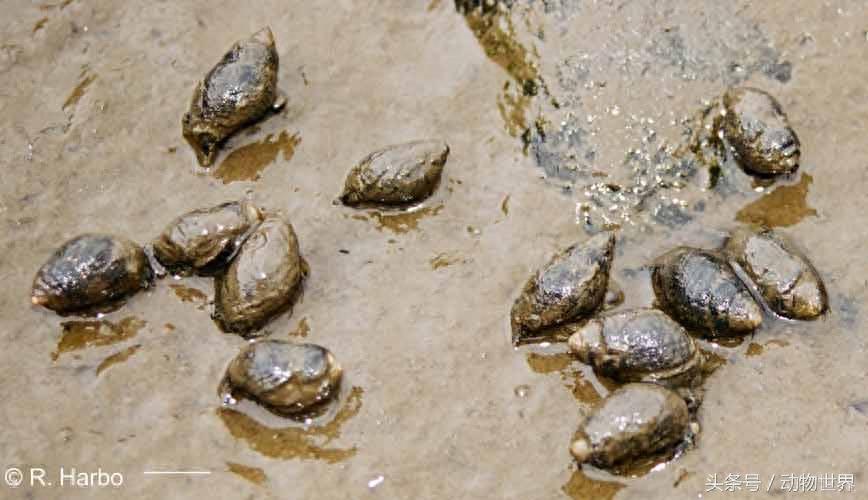 动物世界-织纹螺