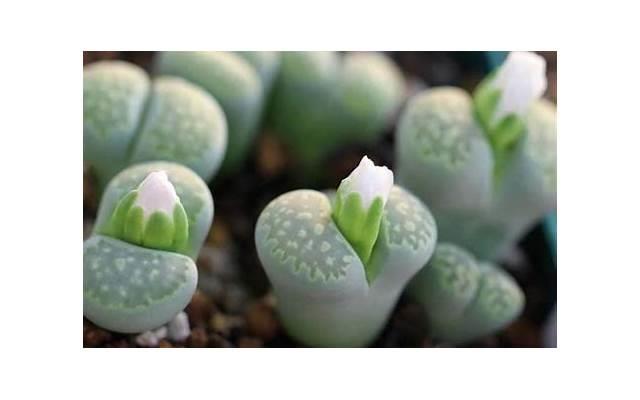 异地恋分手后怎么挽回,对方又不想谈感情