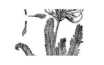 ​怎么剪喜字步骤图片 结婚双喜字的剪法教程