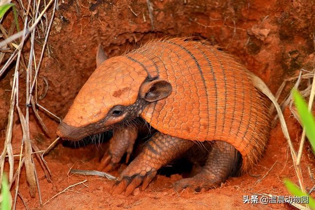 犰狳有几种（犰狳的外表布满了鳞片）(2)