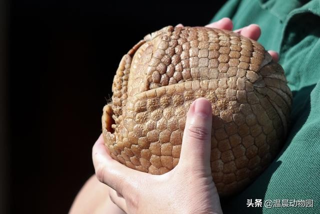 犰狳有几种（犰狳的外表布满了鳞片）(7)