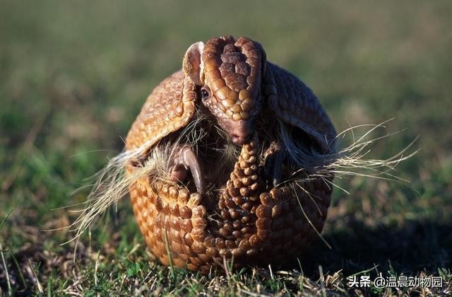 犰狳有几种（犰狳的外表布满了鳞片）(5)