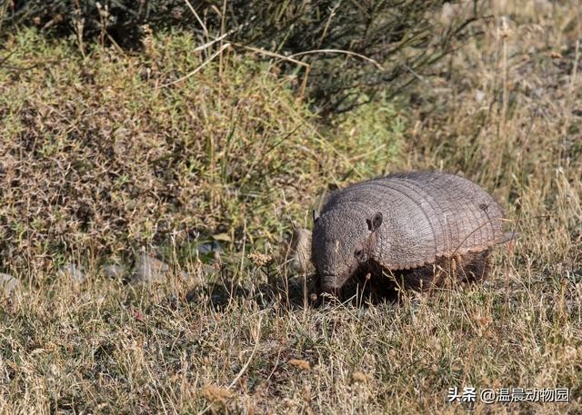犰狳有几种（犰狳的外表布满了鳞片）(8)