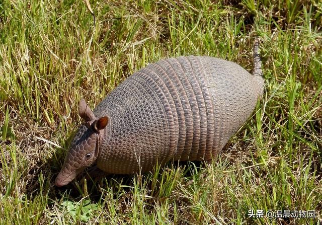 犰狳有几种（犰狳的外表布满了鳞片）(3)