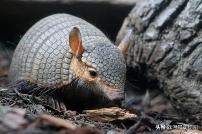 ​犰狳有几种（犰狳的外表布满了鳞片）