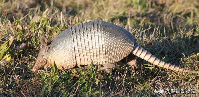 犰狳有几种（犰狳的外表布满了鳞片）(4)