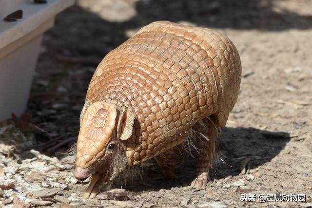 犰狳有几种（犰狳的外表布满了鳞片）(6)
