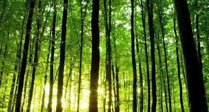 十年树木百年树人的意思,十年树木百年树人的树是什么意思图1