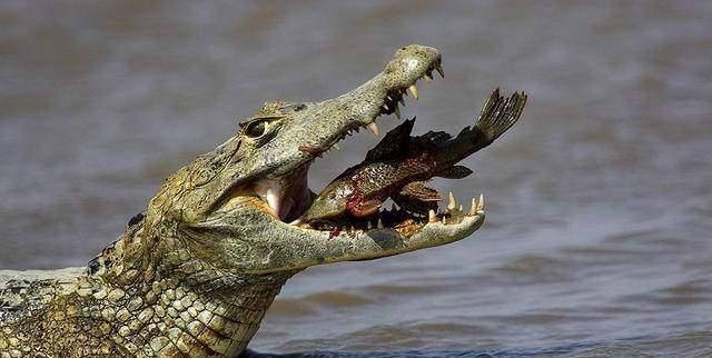 什么鱼没有舌头