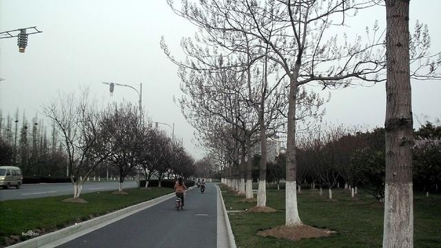 曹县为啥那么火（曹县为什么突然火了）(4)