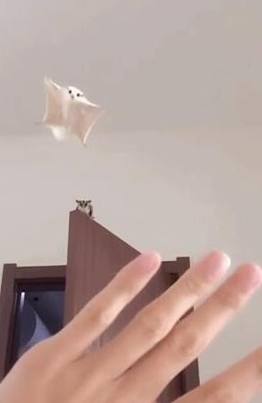 陈立农的应援色和粉丝名 NPC男团成员粉丝应援合