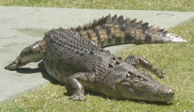 ​鳄鱼属于什么类的动物，鳄鱼,蝙蝠,大鲵,蜘蛛,鲨鱼各属于什么类动物？