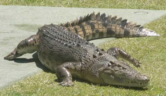 鳄鱼,蝙蝠,大鲵,蜘蛛,鲨鱼各属于什么类动物