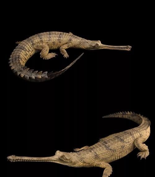 海豚，鳄鱼，蟾蜍，蝙蝠，企鹅，海龟，带鱼都分别是什么类动物