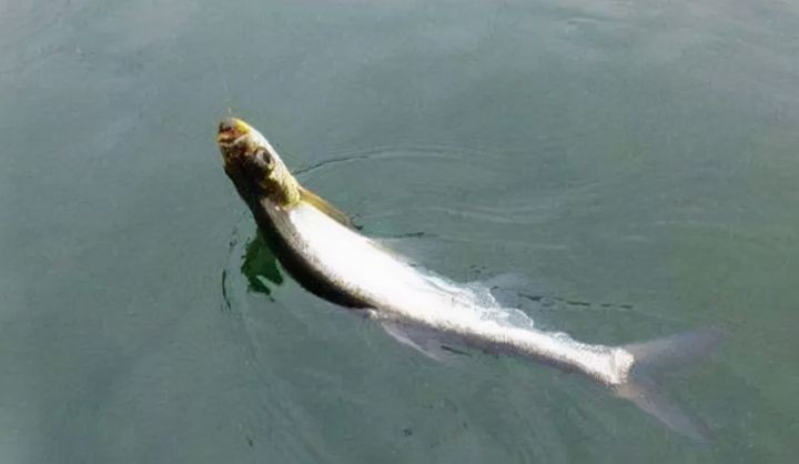 什么钓鱼线最好（分享3种最好用的钓鱼线）