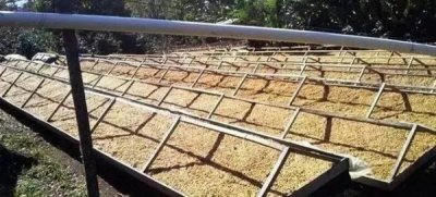 ​咖啡庄园等级划分(蚂蚁庄园等级划分)