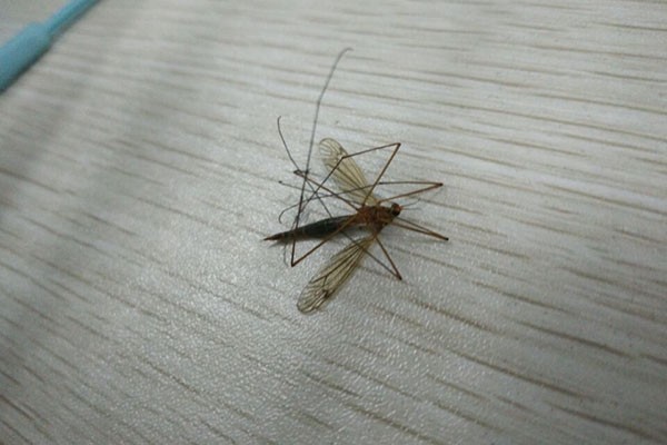 哪种血型最招蚊子（一文读懂招惹蚊子的根本原因）