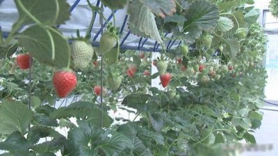 ​蔡同民带队来茌平区调研