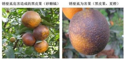 ​柑橘锈壁虱用什么药防治？如何防治柑橘锈壁虱