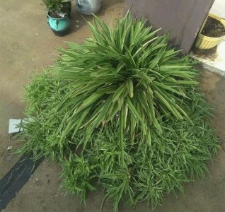 ​吊兰怎么养才能更旺盛 小技巧（吊兰这么养，叶子疯长绿油油，半年变成草垛子）