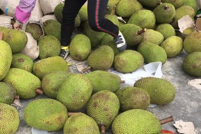 ​菠萝蜜越大越好吃吗 菠萝蜜是否越大越好