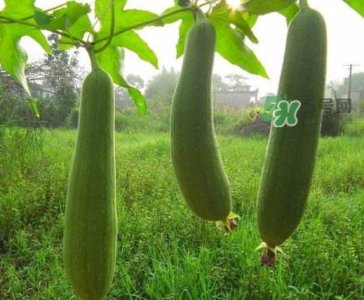 ​八月份可以种丝瓜吗？8月份可以种丝瓜吗？