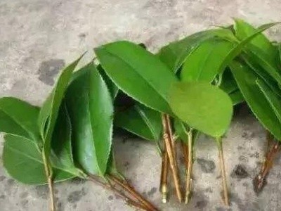 橡皮树的扦插方法（橡皮树的具体扦插小技巧分享）