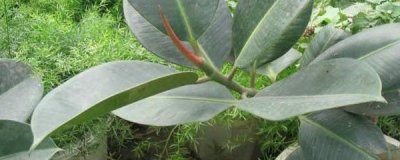 ​橡皮树的扦插方法（橡皮树的具体扦插小技巧分享）