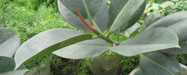 橡皮树的扦插方法（橡皮树的具体扦插小技巧分享）