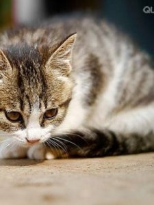 ​ol是啥意思是什么(万用表ol是啥意思是什么)