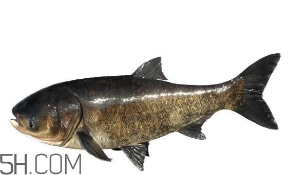 胖头鱼为什么叫胖头鱼？胖头鱼能长到多大