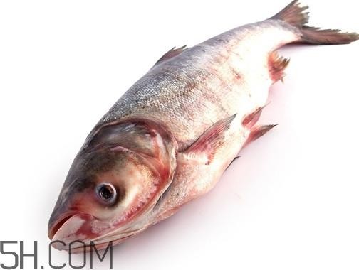 胖头鱼为什么叫胖头鱼？胖头鱼能长到多大