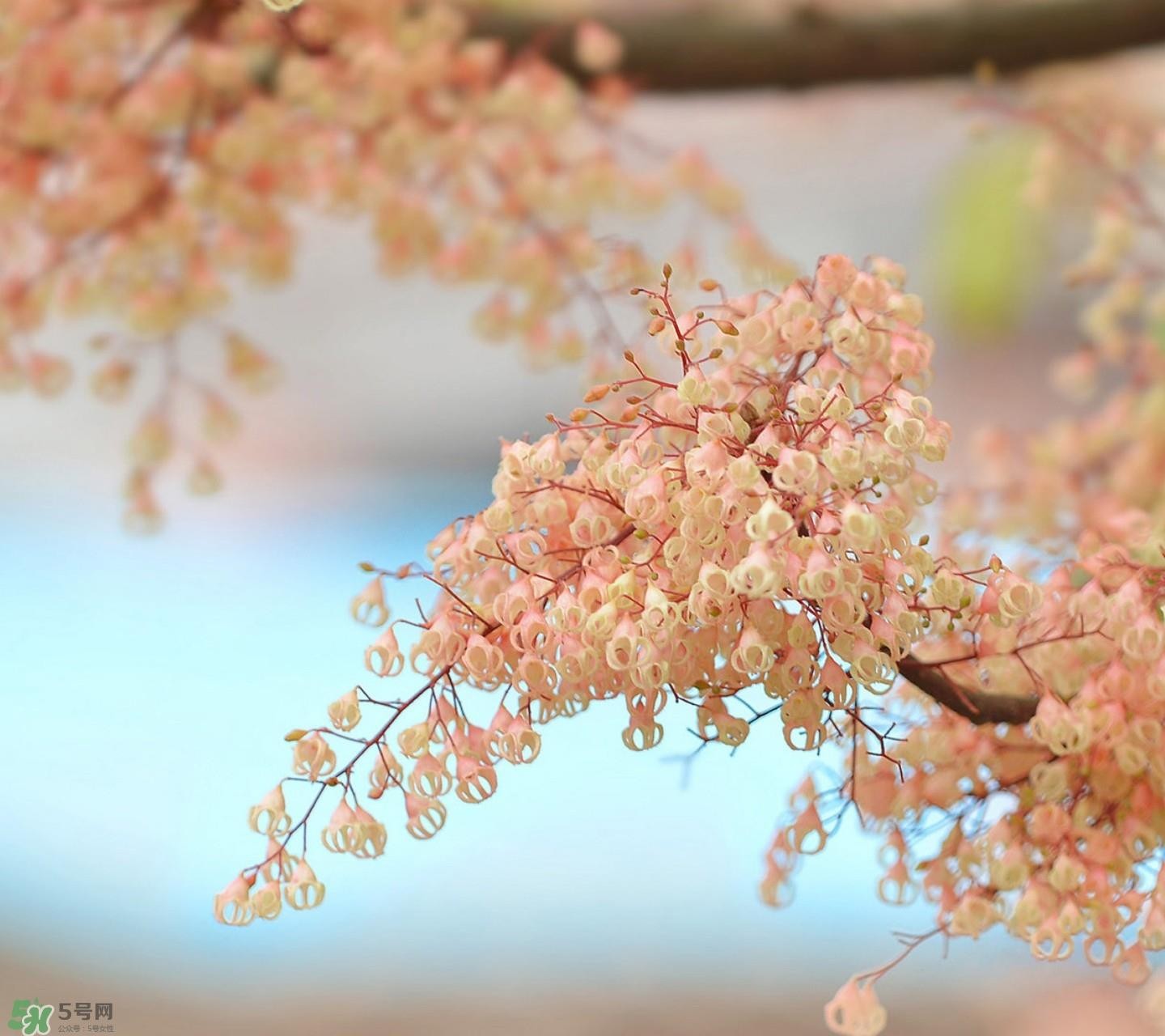 孕妇能吃苹婆吗？孕妇吃苹婆对胎儿好吗