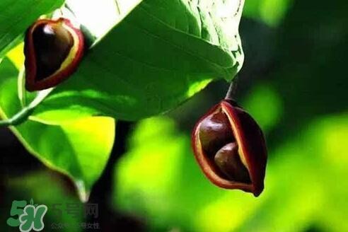 孕妇能吃苹婆吗？孕妇吃苹婆对胎儿好吗