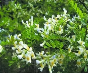 ​苦刺花怎么做好吃又简单(苦刺花的家常做法)