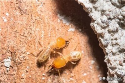 ​白蚁吃什么东西食物（白蚁喜欢甜味易分解的食材吗）