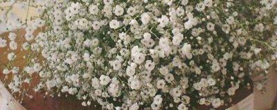 ​满天星适合送女朋友吗（图）