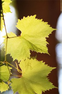 ​比阳光玫瑰还好的葡萄品种