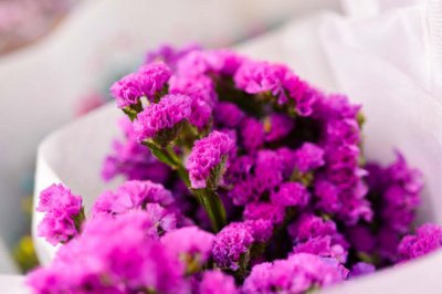 ​勿忘我怎么养护