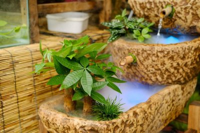 ​家养发财树怎样过冬，能用硫酸亚铁水浇吗