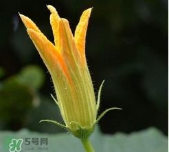 南瓜花花蕊能吃吗？南瓜花是雌雄同株吗