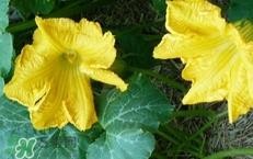 南瓜花花蕊能吃吗？南瓜花是雌雄同株吗