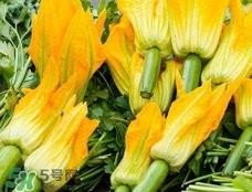 南瓜花花蕊能吃吗？南瓜花是雌雄同株吗