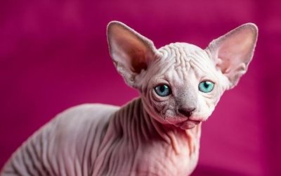 ​对于斯芬克斯猫你们了解多少？看完这篇文章你就会明白！