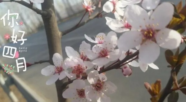 四月你好唯美句子简短,四月寄语简短一句话图2